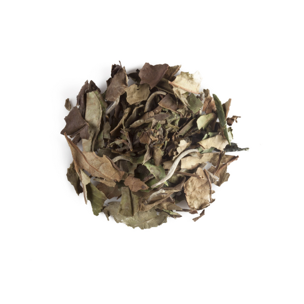Fujian Spring White Tea