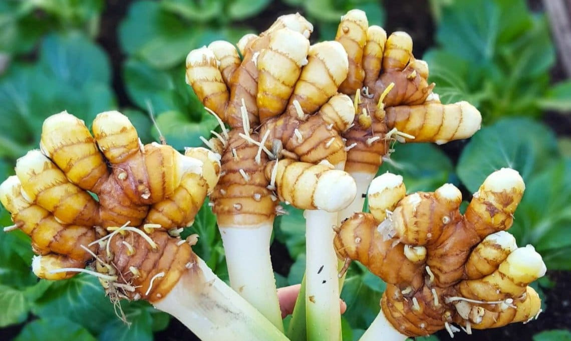 From Root to Cup: Discovering Turmeric | Storehouse Tea