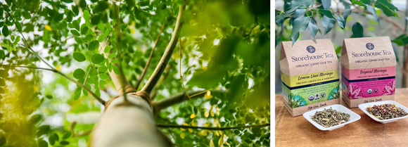 Moringa: From Leaf To Life