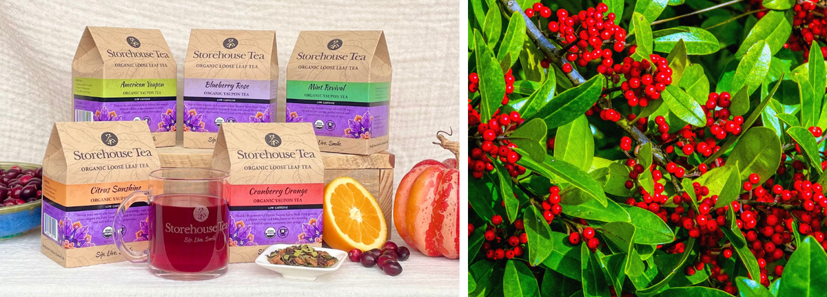 Celebrating Yaupon This Season, Grown Sustainably by Our Partners at CatSpring