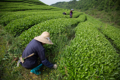 Kaye fair trade certified tea dazhangshan gardens